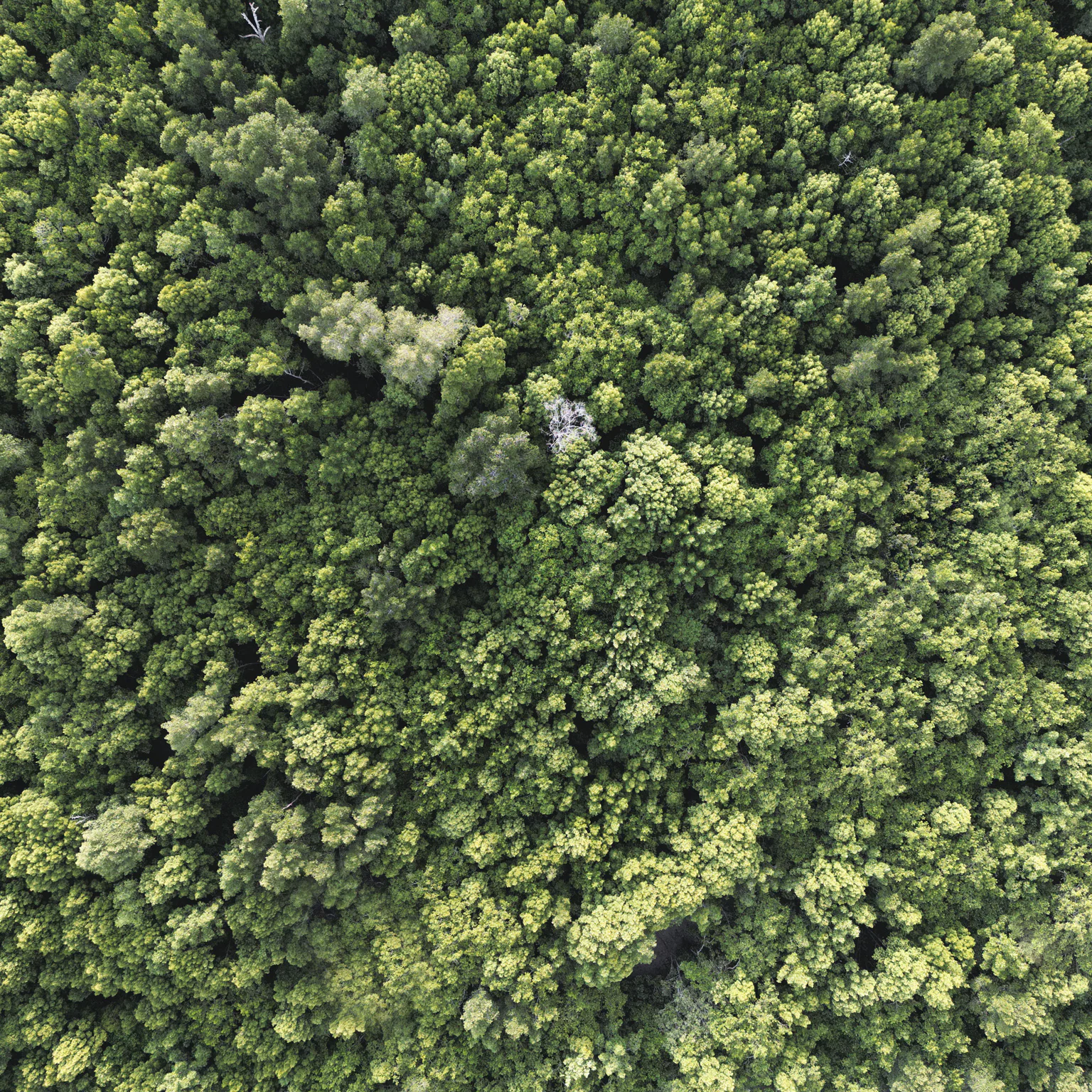 How Will Malaysia’s Carbon Market Policy Affect Businesses?